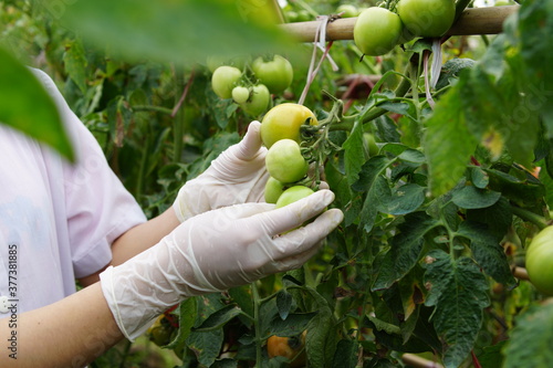 Agricultural engineers are examining the health of tomatoes