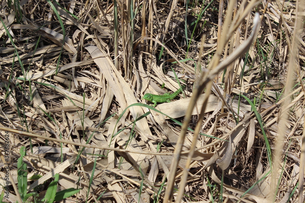 Green lizard on dry cane leaves Green lizard on dry cane leaves