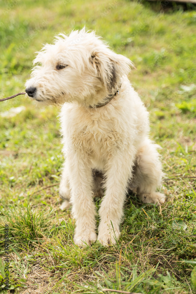 white fluffy and stray dog white fluffy and stray dog