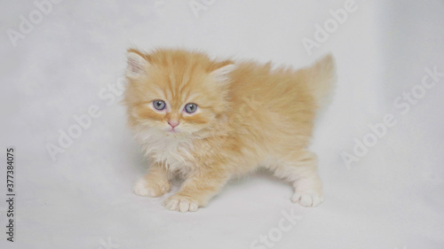 Cute Persian kitten on white background