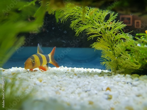 fish swimming in aquarium