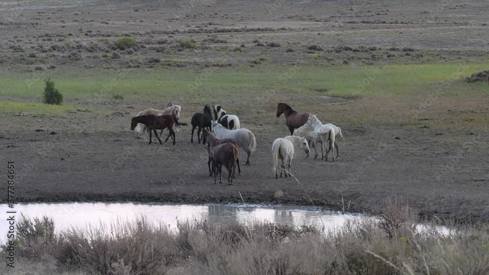 Herd of wild horses at a pond in a drought stricken area Herd of wild horses at a pond in a drought stricken area