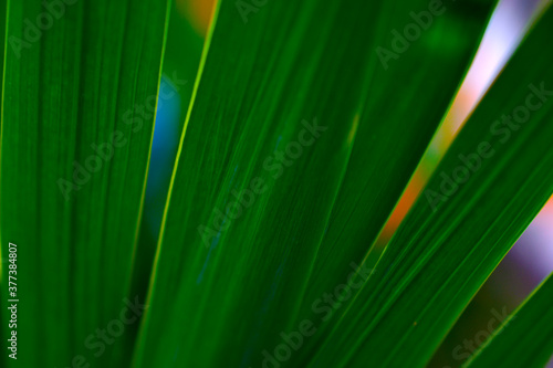 Green Lily leaves close up in the evening