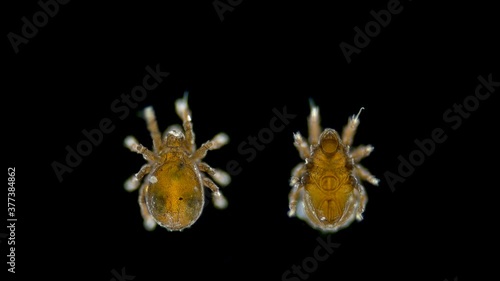 mite(acari) Oribatida under microscope are saprosphago, scavengers, some species of predators, order Sarcoptiformes, possibly of the family Tectocepheidae. Sample found at Baikal photo