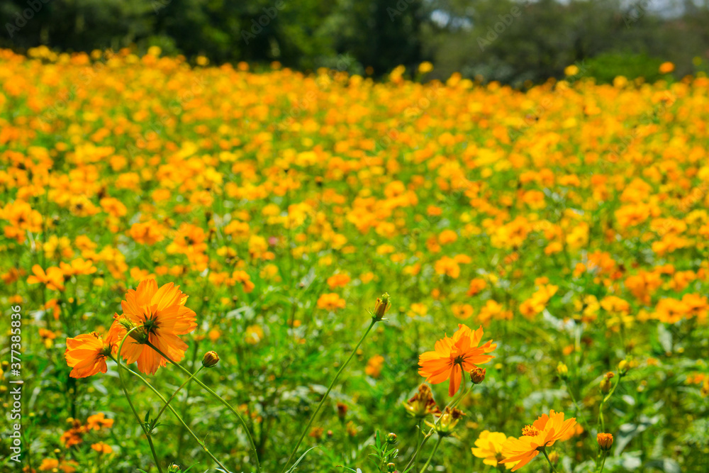 Field of orange wildflowers in a meadow Field of orange wildflowers in a meadow
