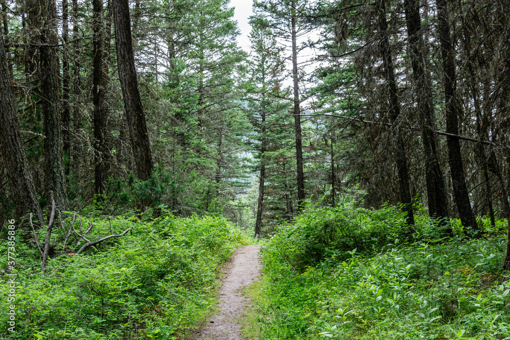 Obraz premium Empty hiking trail in the Paul Lake Provincial Park British Columbia Canada.