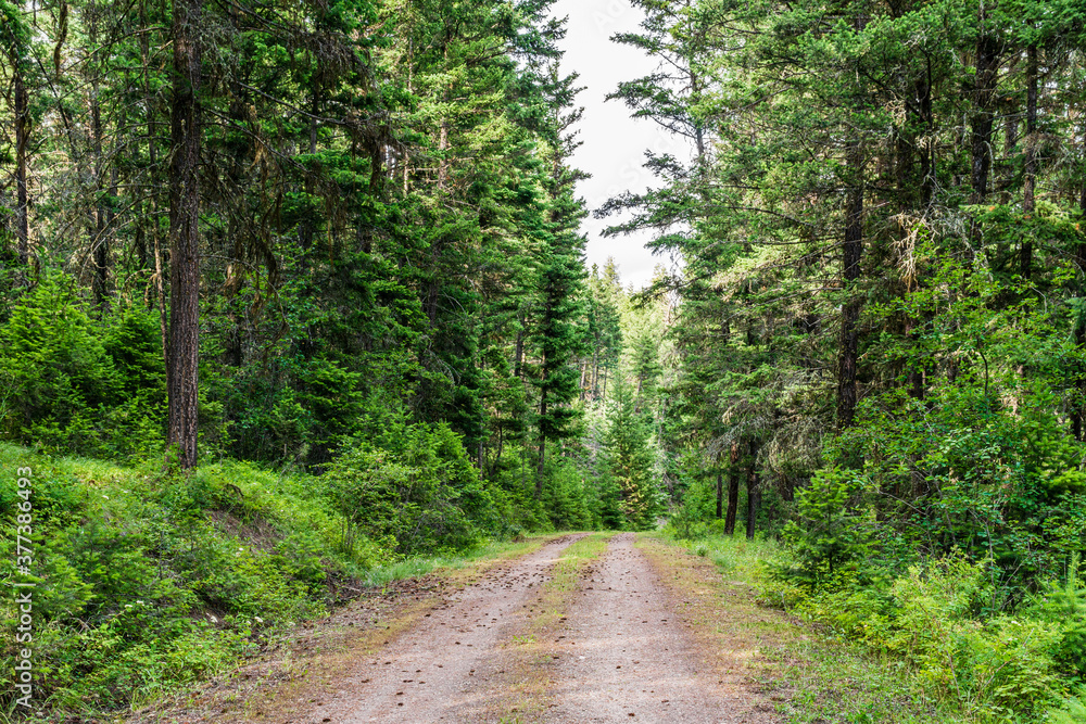beautiful rural road through a park forest in british columbia canada beautiful rural road through a park forest in british columbia canada