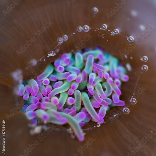 Sea anemones, Campiecho beach, Cadavedo, Valdes Council, Cantabrian Sea, Asturias, Spain, Europe photo