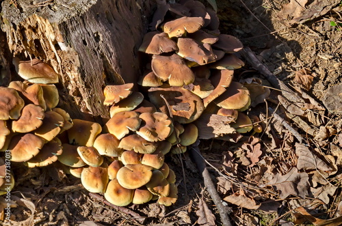 Delicious edible yellow mushrooms chanterelle or Cantharellus ciba-rius grow near by stump , Sofia, Bulgaria 