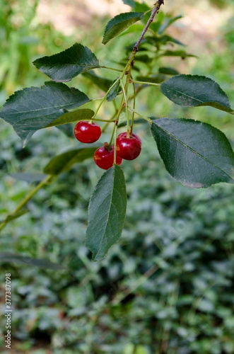 Cherry or sour cherry twig with sweet appetizing red fruits in the garden, Sofia, Bulgaria 
