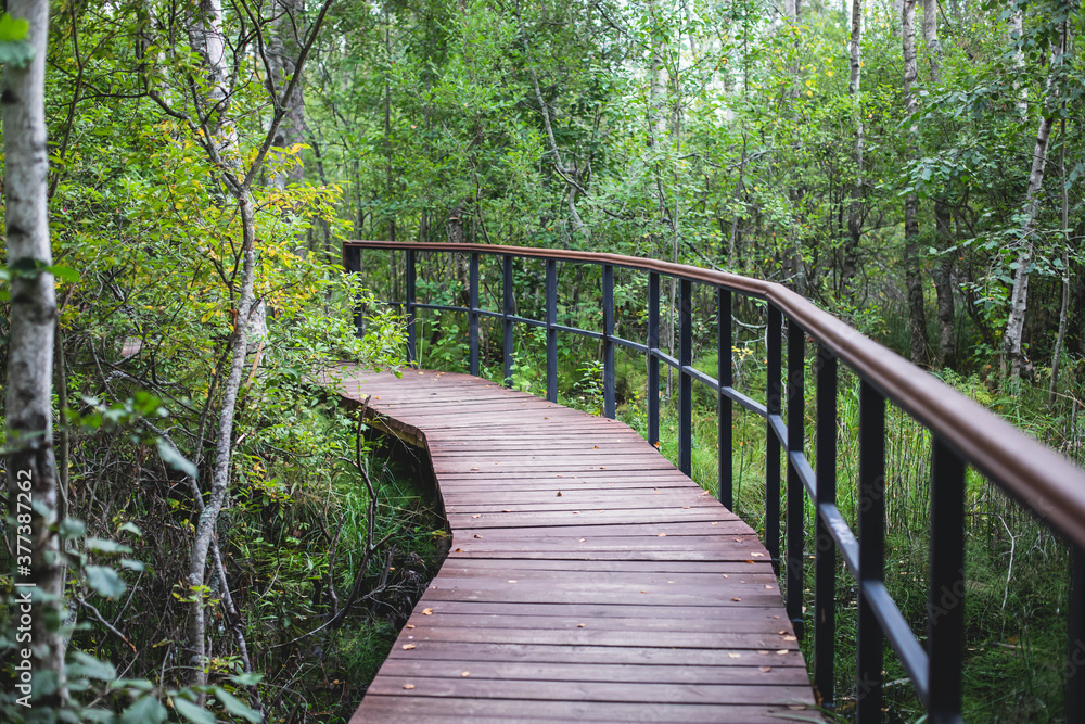 Summer view of wooden walkway on the territory of Sestroretsk swamp, ecological trail path - route walkways laid in the swamp, reserve Summer view of wooden walkway on the territory of Sestroretsk swamp, ecological trail path - route walkways laid in the swamp, reserve