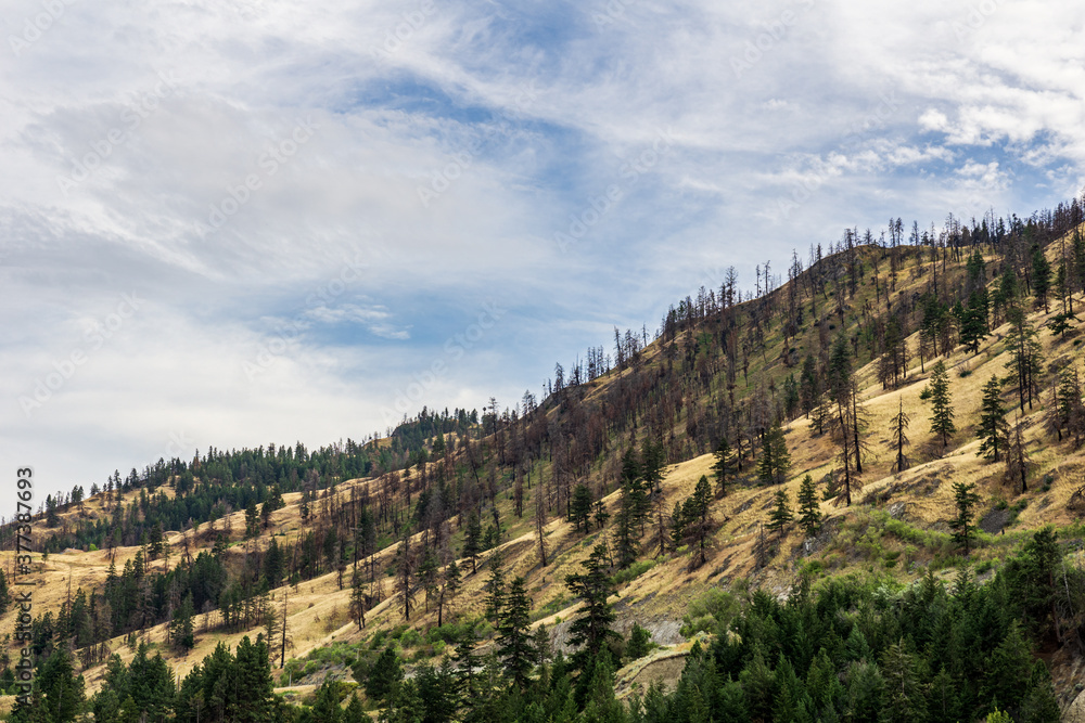 overcast summer day green forest and mountains in okanagan valley British Columbia Canada. overcast summer day green forest and mountains in okanagan valley British Columbia Canada.