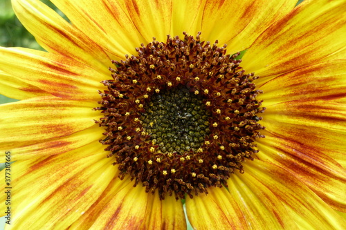 Sonnenblume, Helianthus annuus, Blüte, gelb, rot - 1