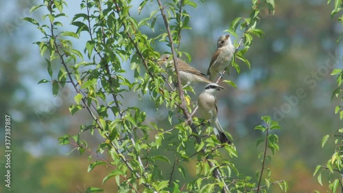 Shrike family with one male and two female photo