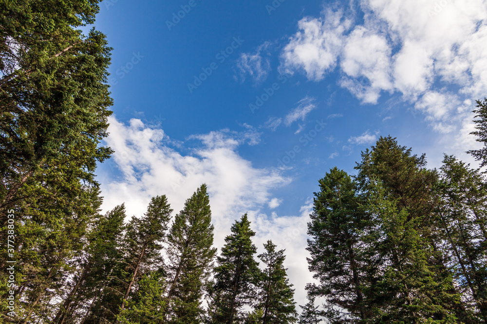 Beautiful forest green trees under blue sky with white clouds. Beautiful forest green trees under blue sky with white clouds.