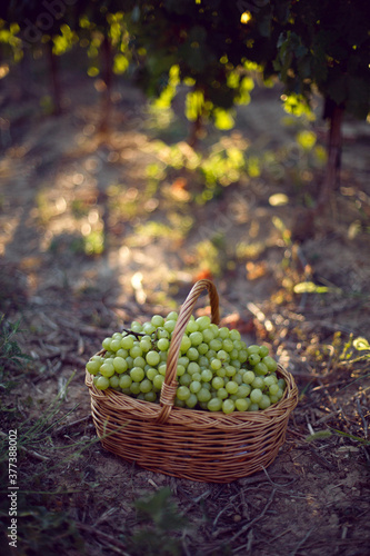 wicker basket with green grapes stands on the ground