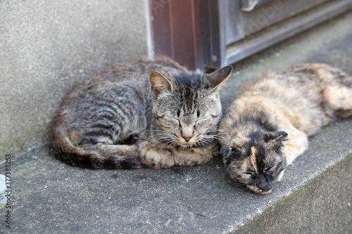 小さな港町の猫　千葉県銚子市　日本