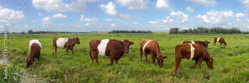 Dutch Belted cattle, cows in a green meadow, Holland