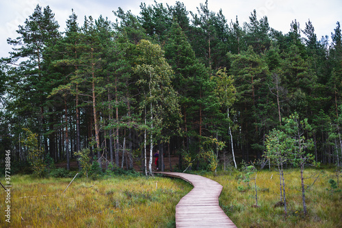 Summer view of wooden walkway on the territory of Sestroretsk swamp, ecological trail path - route walkways laid in the swamp, reserve 