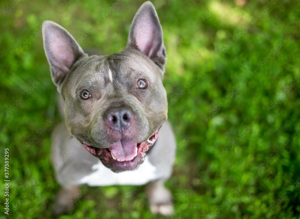 A happy Pit Bull Terrier mixed breed dog looking up A happy Pit Bull Terrier mixed breed dog looking up