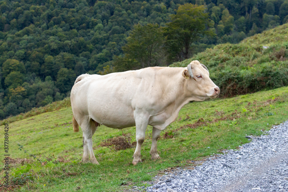 White cow in mountains. Chipped cow at green pasture. Breeding control concept. Farmland background. Rustic landscape. Livestock with chips. White cow in mountains. Chipped cow at green pasture. Breeding control concept. Farmland background. Rustic landscape. Livestock with chips.