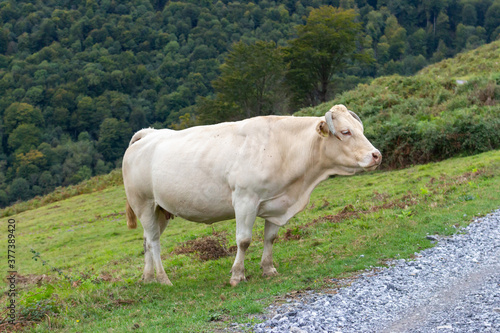 White cow in mountains. Chipped cow at green pasture. Breeding control concept. Farmland background. Rustic landscape. Livestock with chips. © Nataliia
