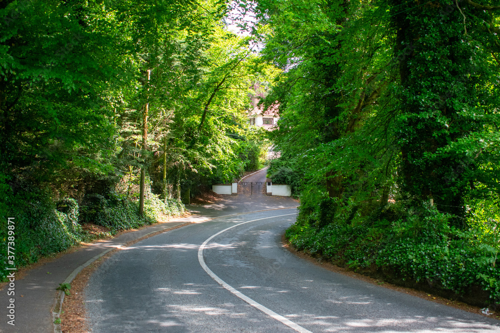 Fototapeta premium Lush Green Trees in Ireland