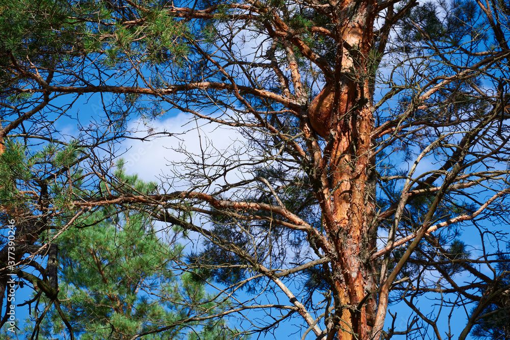 forest on a bright day - beautiful autumn landscape and wildlife forest on a bright day - beautiful autumn landscape and wildlife