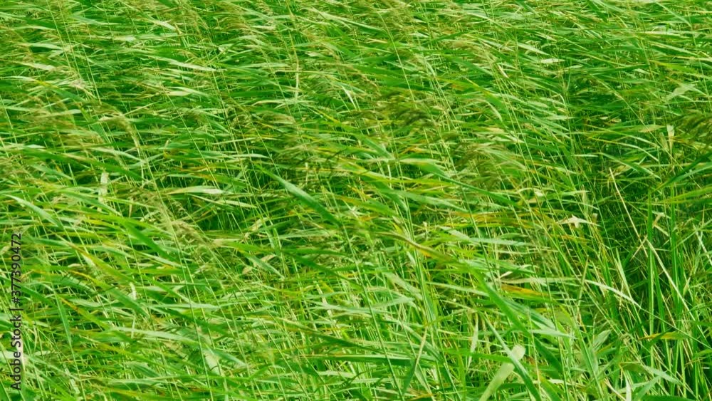 Grass swaying in the wind,reed stalks sway in strong wind
Grass swaying in the wind,reed stalks sway in strong wind