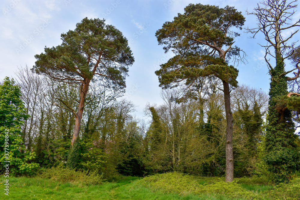 Lush Green Trees in Ireland Lush Green Trees in Ireland