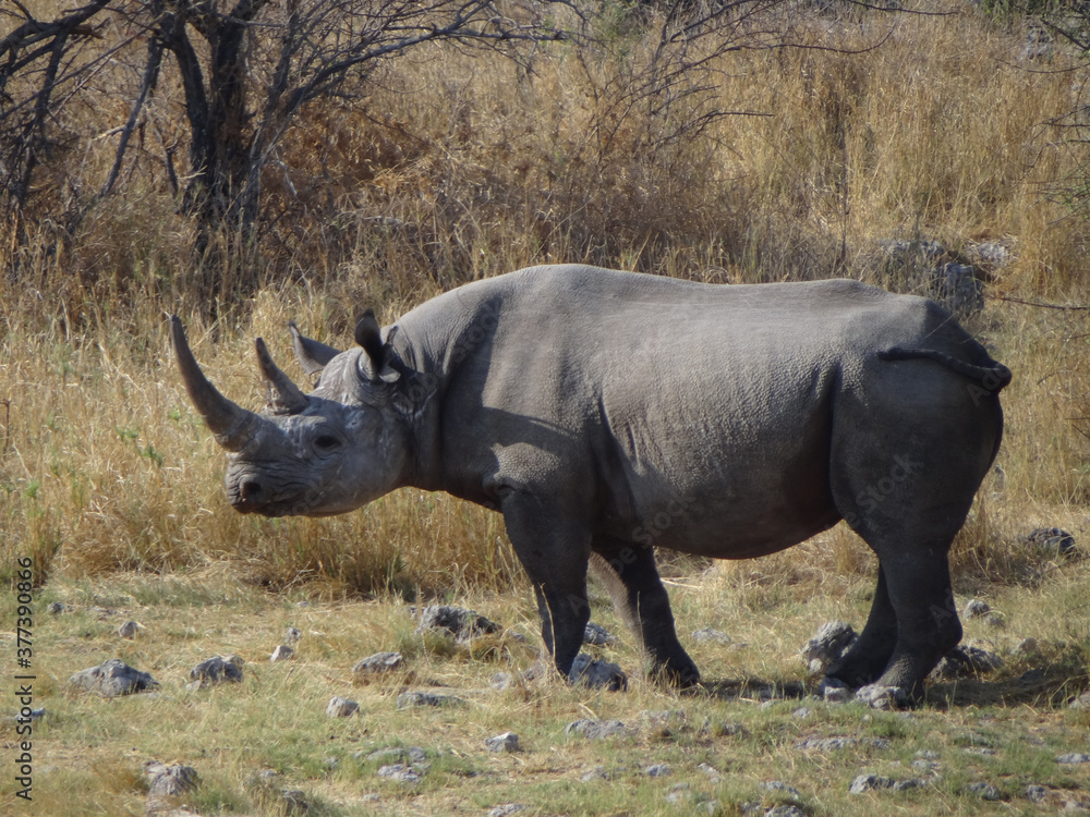Photograph of a Rhinoceros in namibia