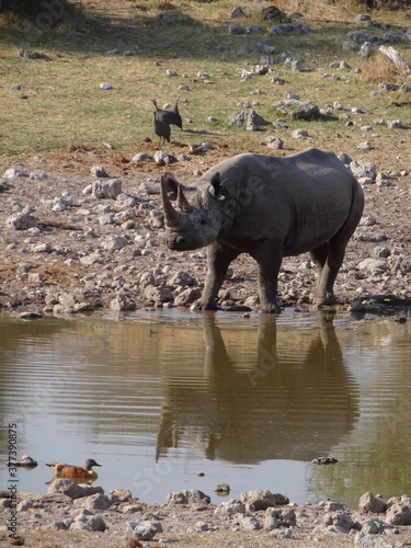 a rhinoceros at a water hole