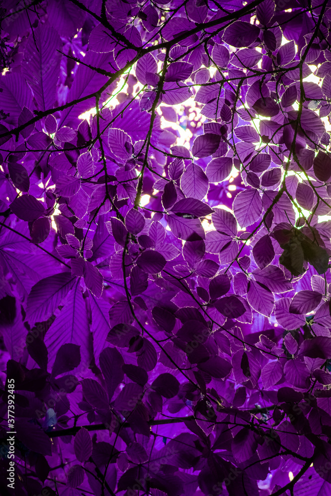 Abstract purple Leaves Abstract purple Leaves