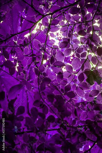 Abstract purple Leaves