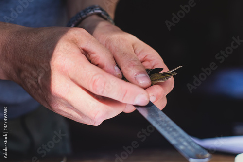 Process of bird banding  small bird ringing at Ornithological station  Curonian Spit  Kaliningrad Oblast  Russia. Ornithologist holding a small bird in hands  marking with small ring