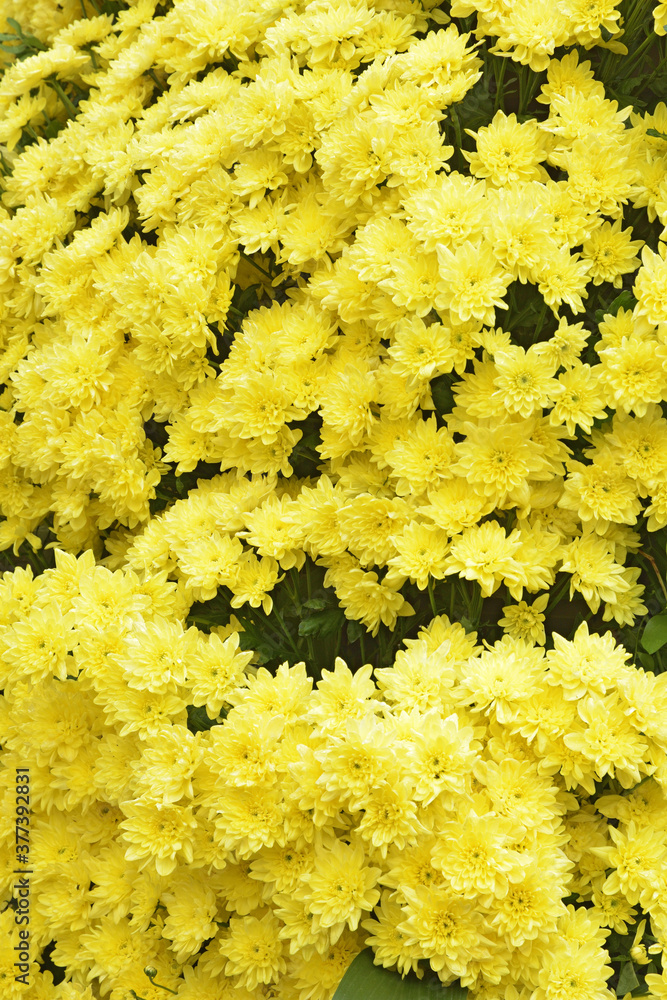 Flower arrangement with chrysanthemums.