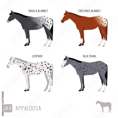 Tableau sur toile Horse Breeds: Set of Vector Appaloosa Horses