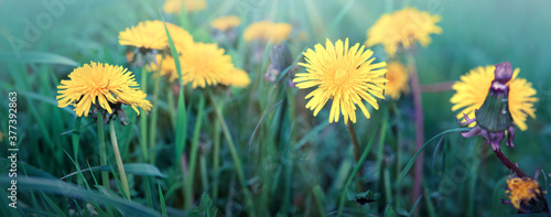 Yellow blooming dandelions in a green lawn.