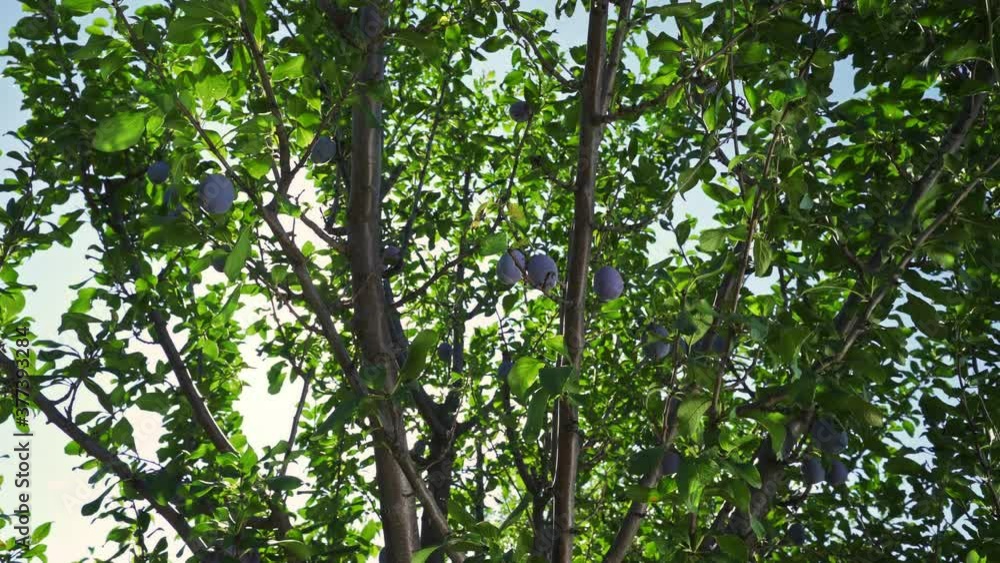Branches with ripened plums. Juicy plums in the sun. The harvest of plums. Fresh ripe plums. Fruit picking season. Fruit tree. Natural product. Healthy food. Branches with ripened plums. Juicy plums in the sun. The harvest of plums. Fresh ripe plums. Fruit picking season. Fruit tree. Natural product. Healthy food.