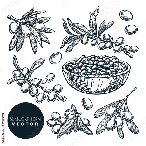 Ripe sea buckthorn berries on branch, in bowl, sketch vector illustration. Hand drawn food isolated design elements