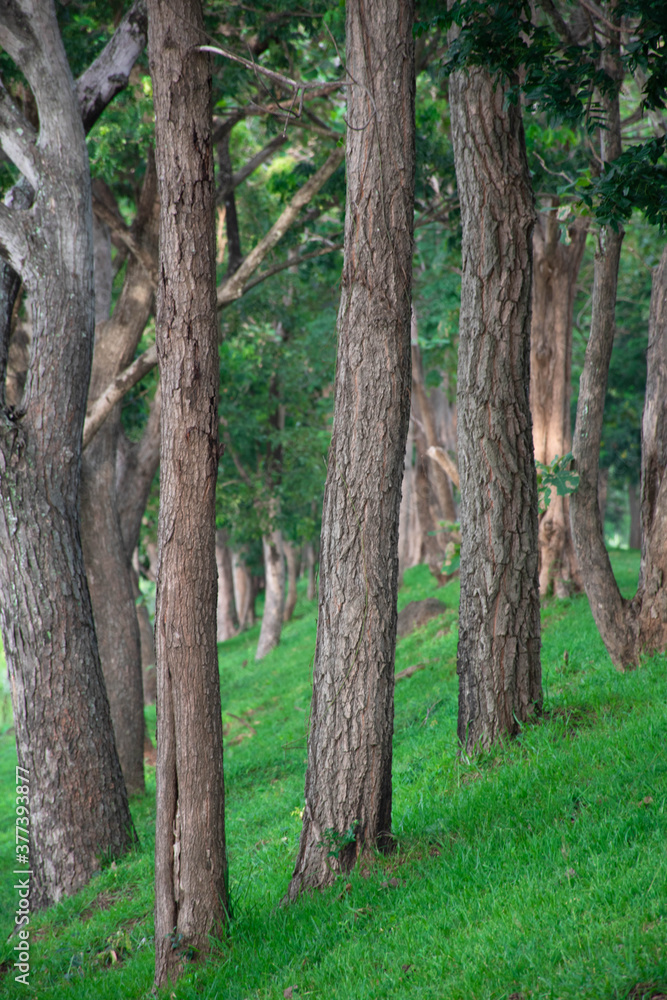 Jungle Tunnel, Tree tunnel. Green tunnel. Jungle Tunnel, Tree tunnel. Green tunnel.