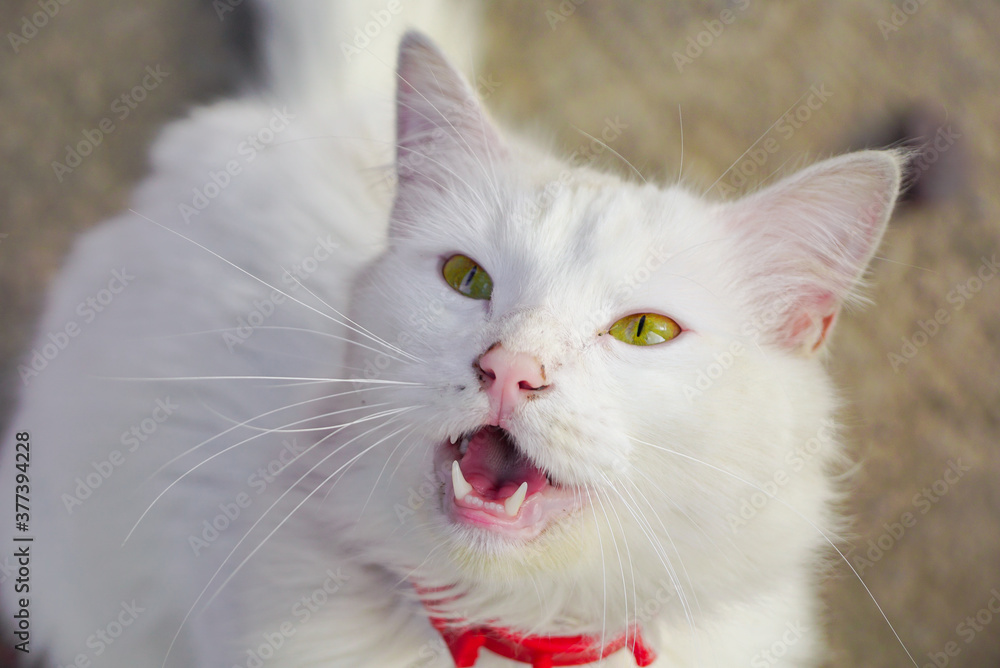 hermoso gato blanco de ojos verdes