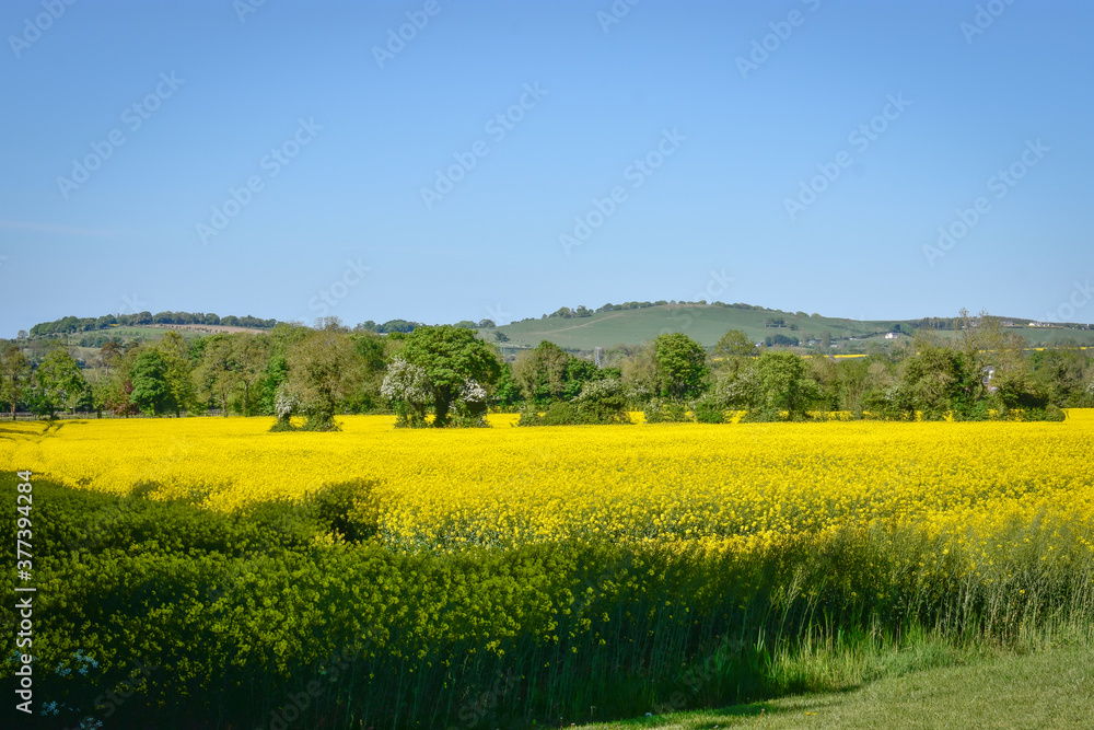 Fototapeta premium Yellow Canola Rapeseed Meadow, Ireland