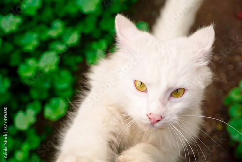 hermoso gato blanco en el jardín 