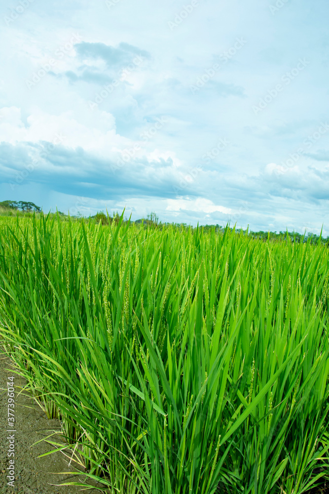 Obraz premium 青い稲穂 鹿児島県出水平野