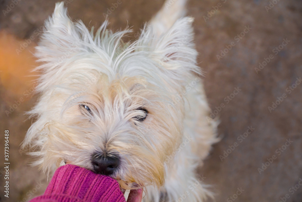 retrato de perro westy terrier blanco adorable retrato de perro westy terrier blanco adorable
