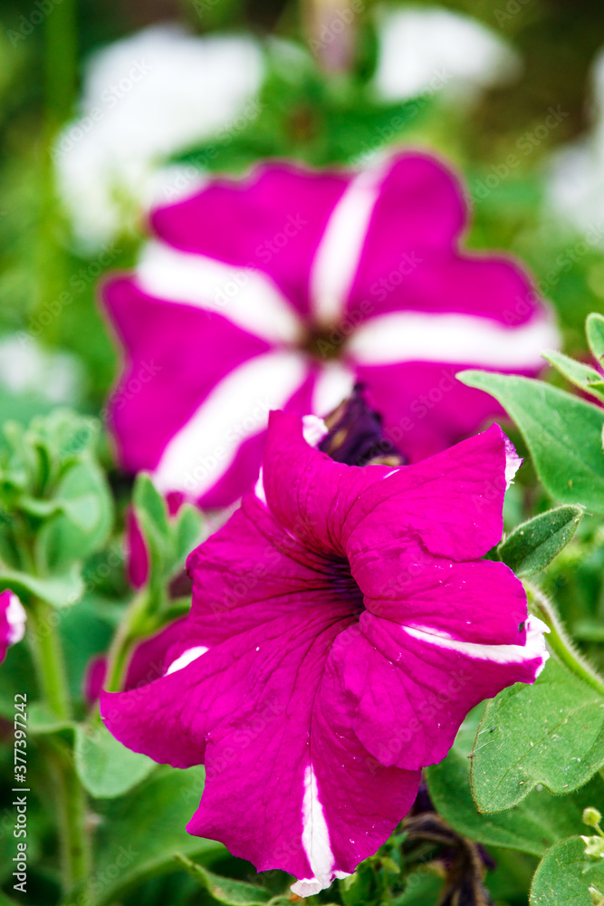 The composition of the magenta petunia flowers with a vertical close-up. The concept of flowering and gardening.