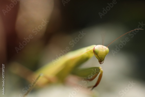 green praying mantis portrait