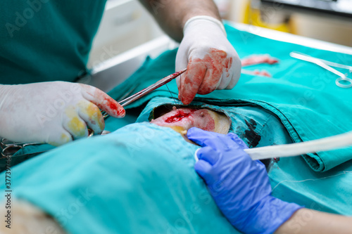 Veterinarian and his assistant performing spaying - surgical removing of the reproductive organs of female dog. Surgeon stitching wound.