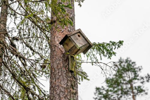 Old bird house on fir forest